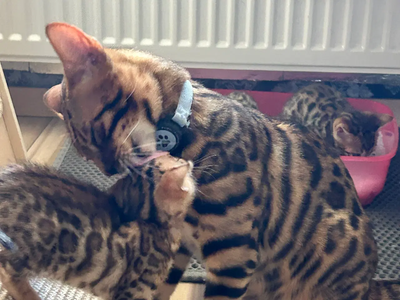 Billede 4 - Bengal Kitten 