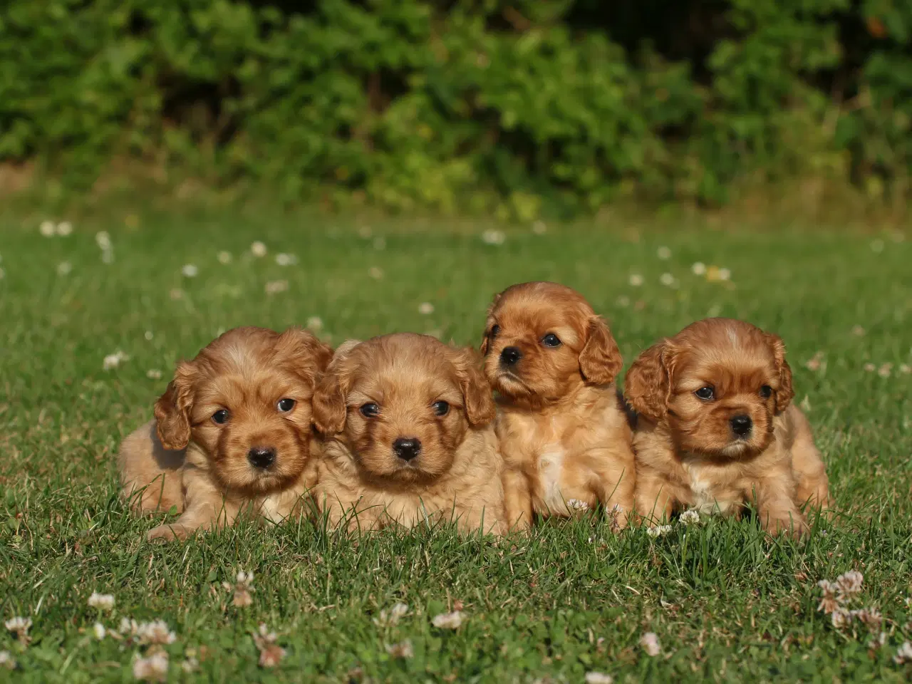 Billede 2 - cavalier king charles spaniel