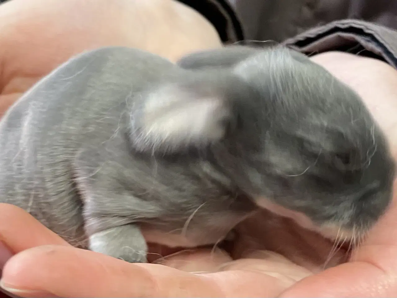 Billede 1 - FRANSK VÆDDER HAN VILDTBLÅ