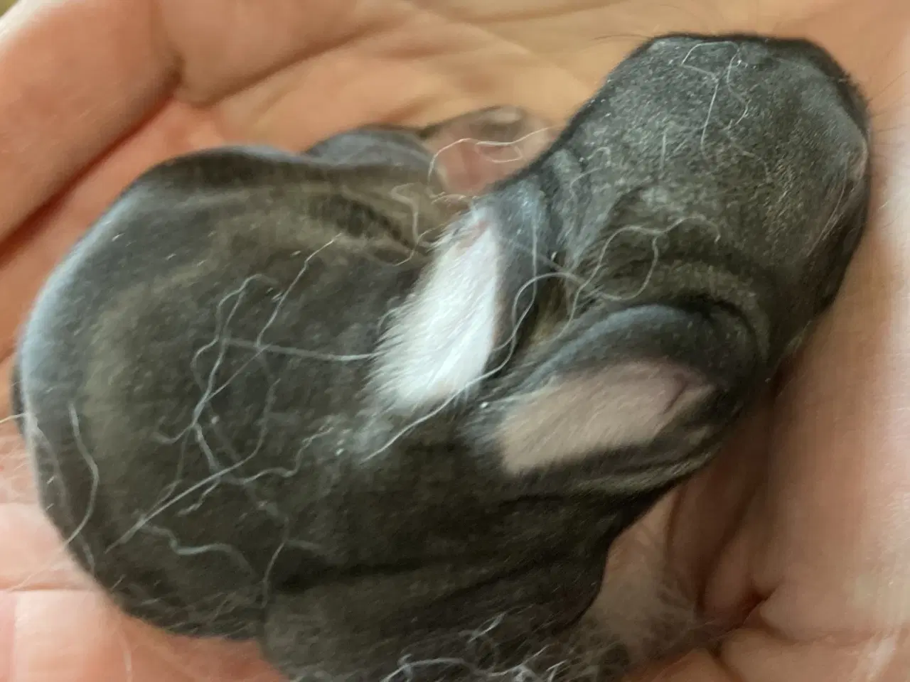 Billede 3 - FRANSK VÆDDER HAN CHINCHILLA