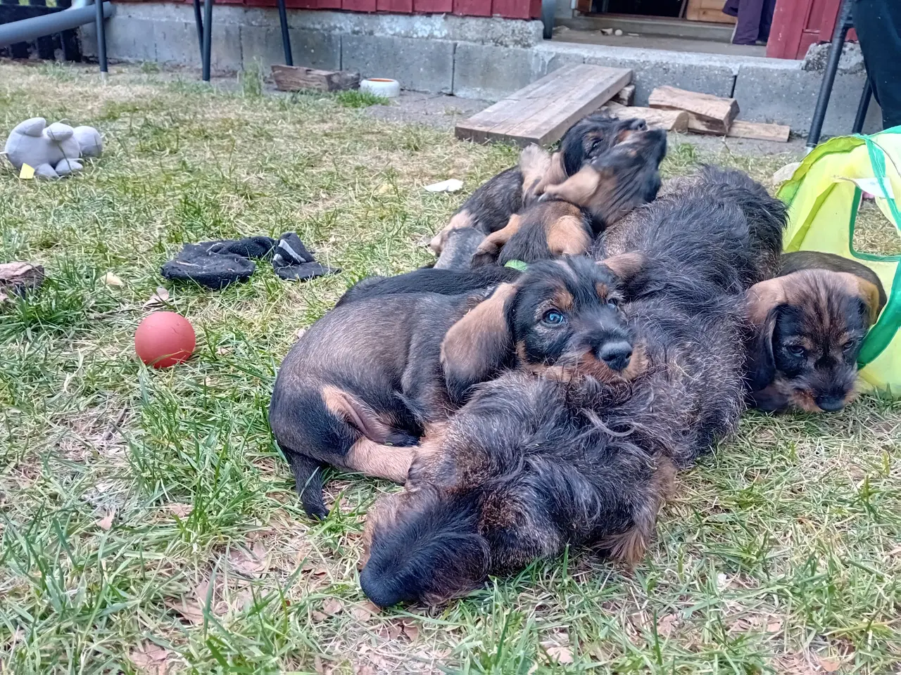 Billede 2 - Ruhåret standard gravhund