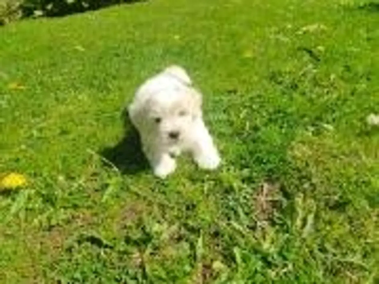 Billede 2 - Coton de tulear hvalpe piger