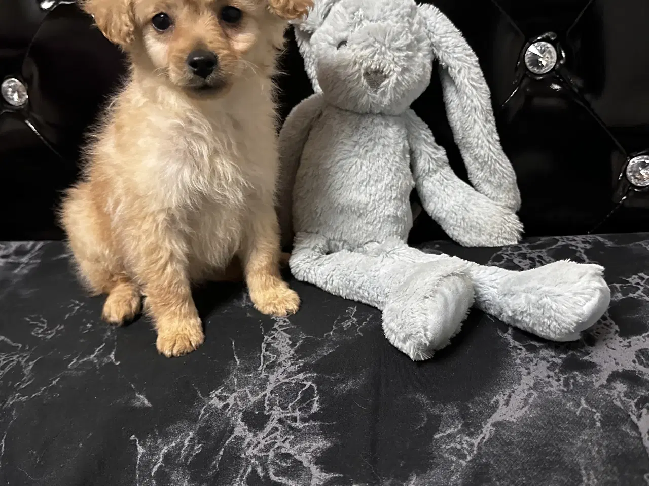 Billede 12 - Cavapoo F2B