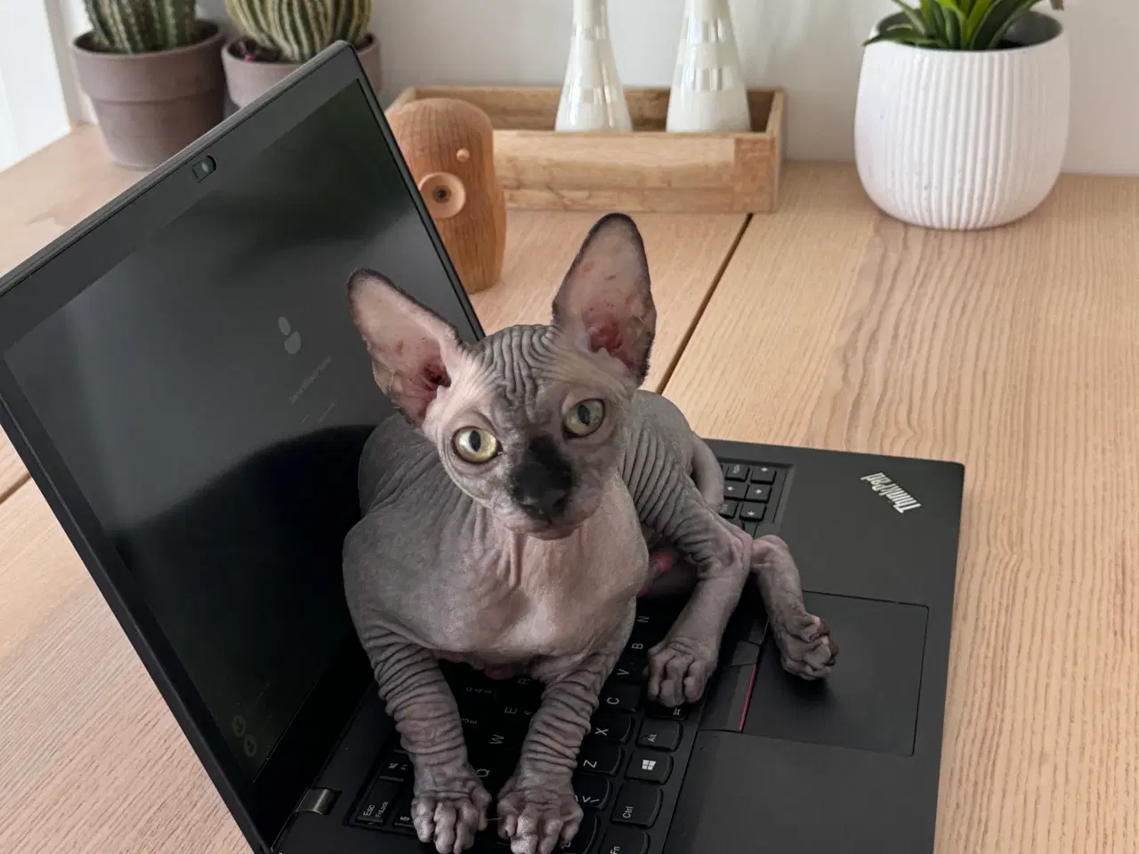 Billede 1 - Sphynx kat søger nyt hjem