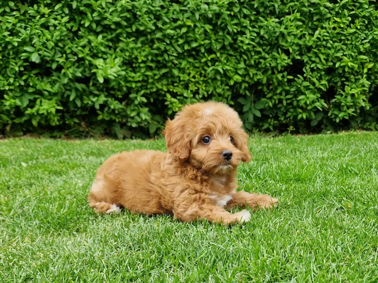 Billede 2 - Havapoo Bamser Puddel & Bichon Havanais