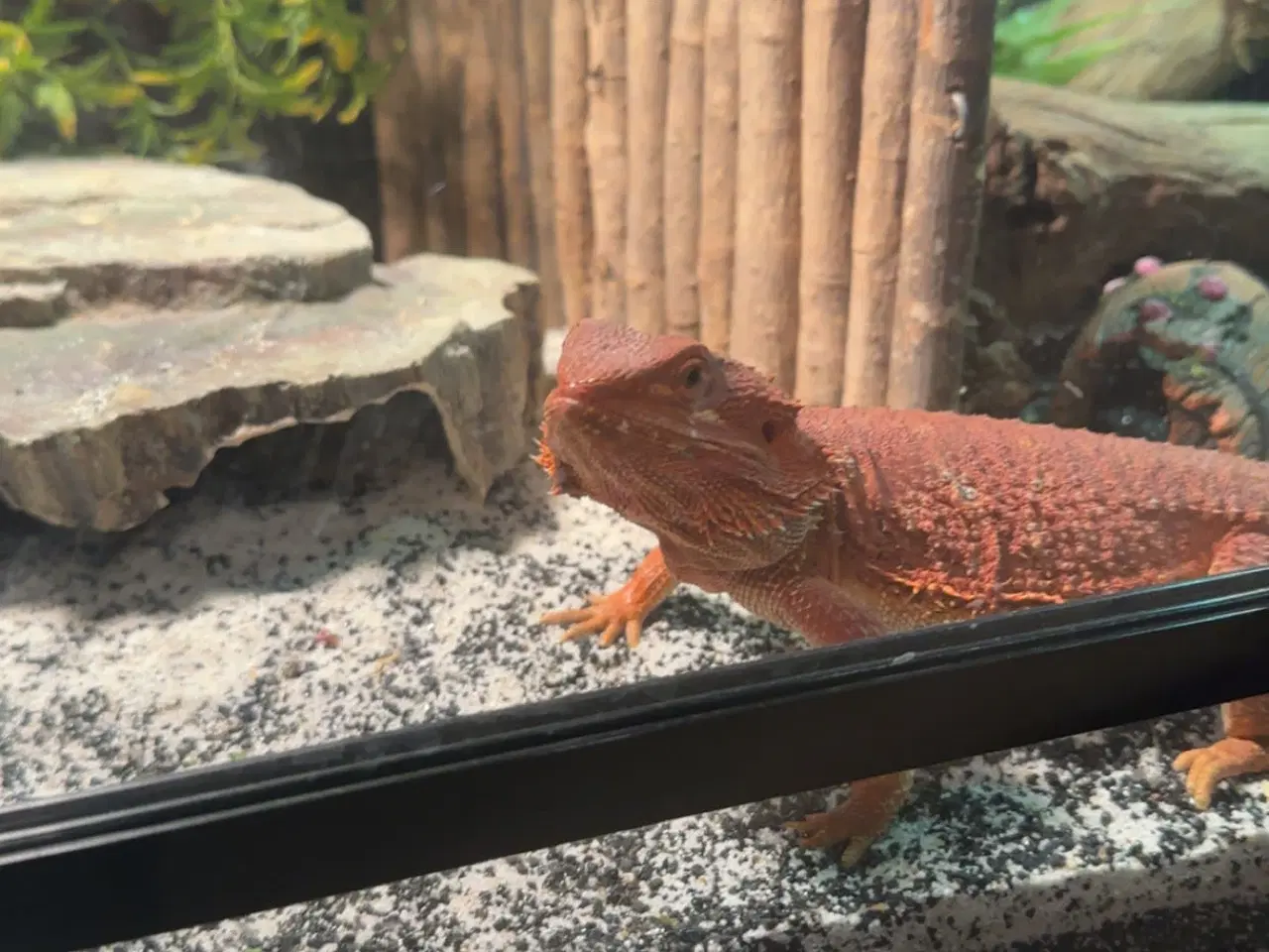 Billede 6 - Skægagame med terrarie