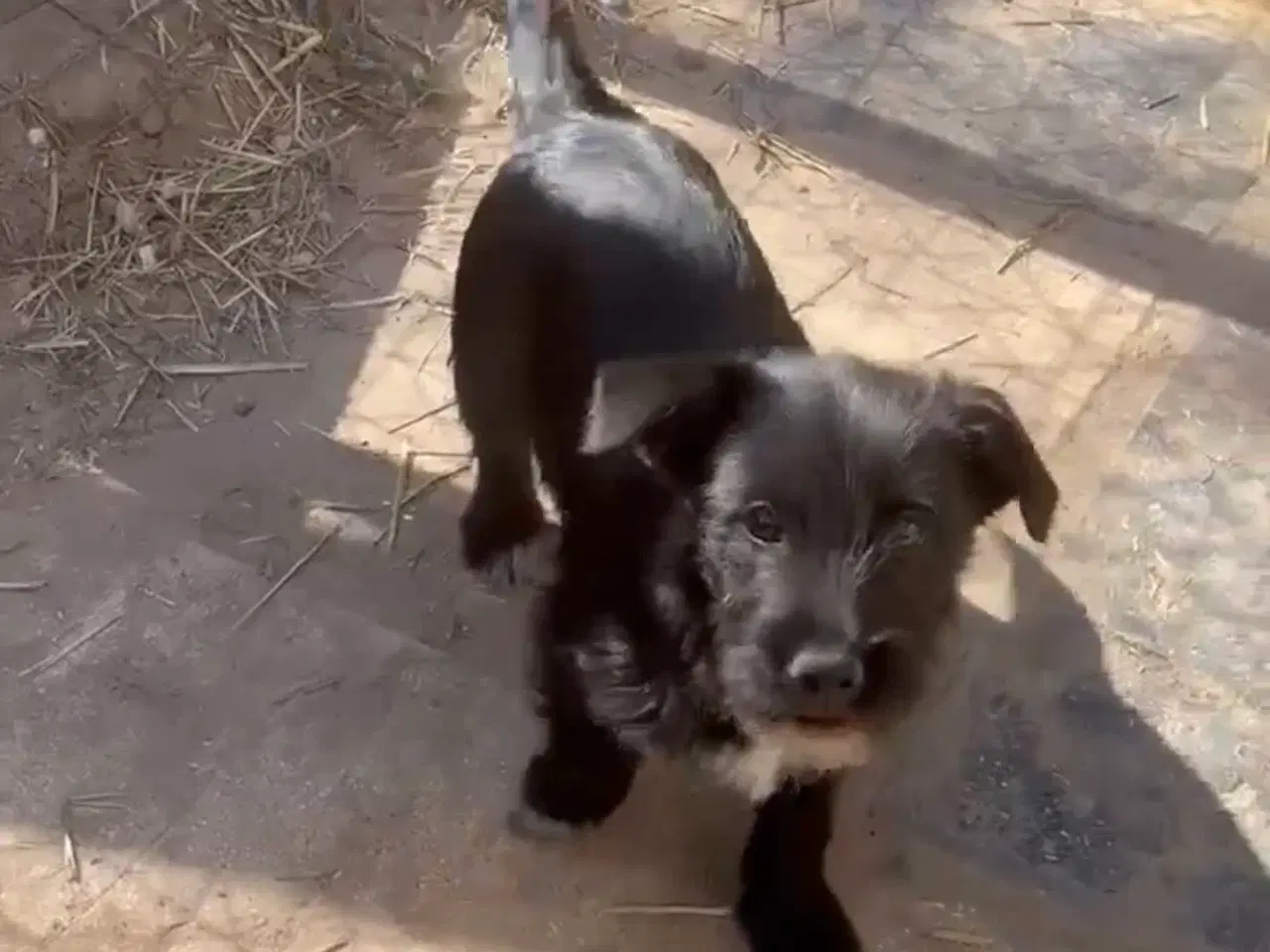 Billede 1 - Asta basta søger hjem 