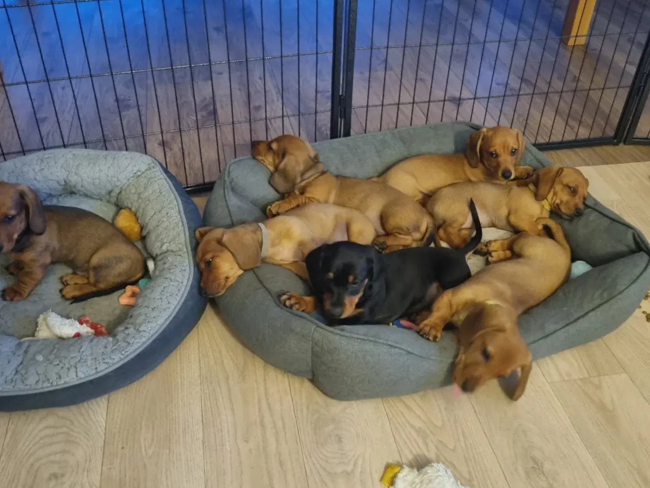 Billede 20 - 2 stk gravhundehvalpe korthåret mangler hjem