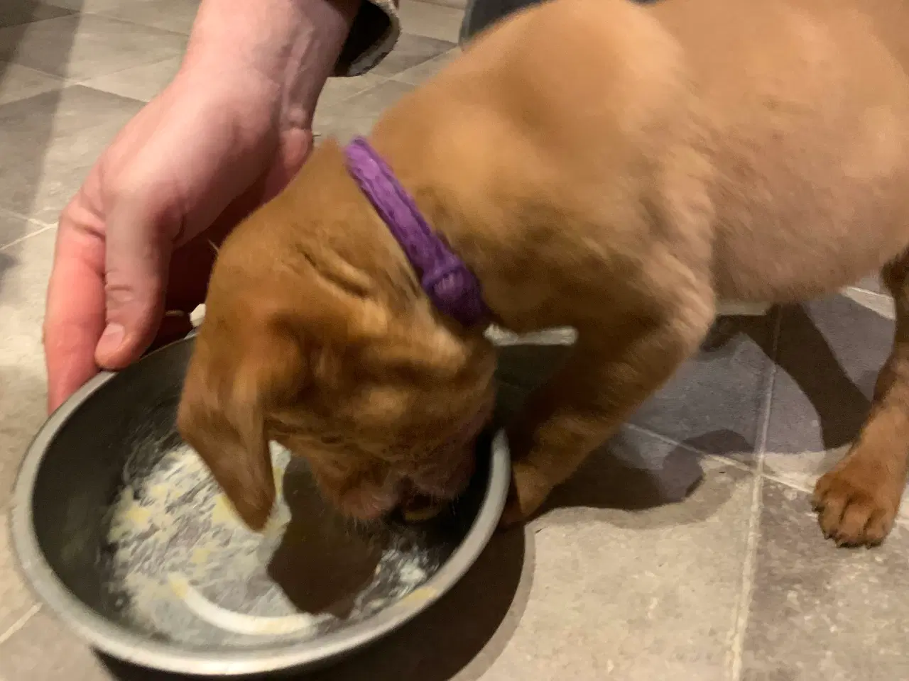 Billede 6 - Labrador hvalp klar til at flytte 