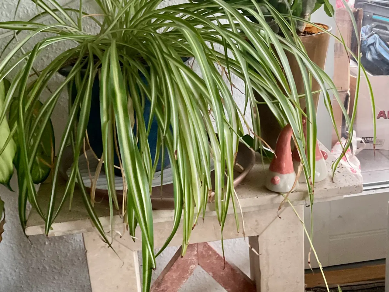 Billede 3 - Forskellige stueplanter