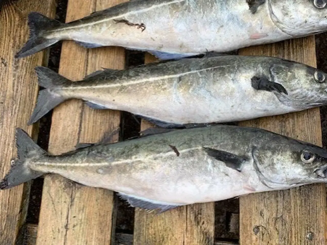 Billede 5 - 100% Håndsyet Lakse - Ørredgarn