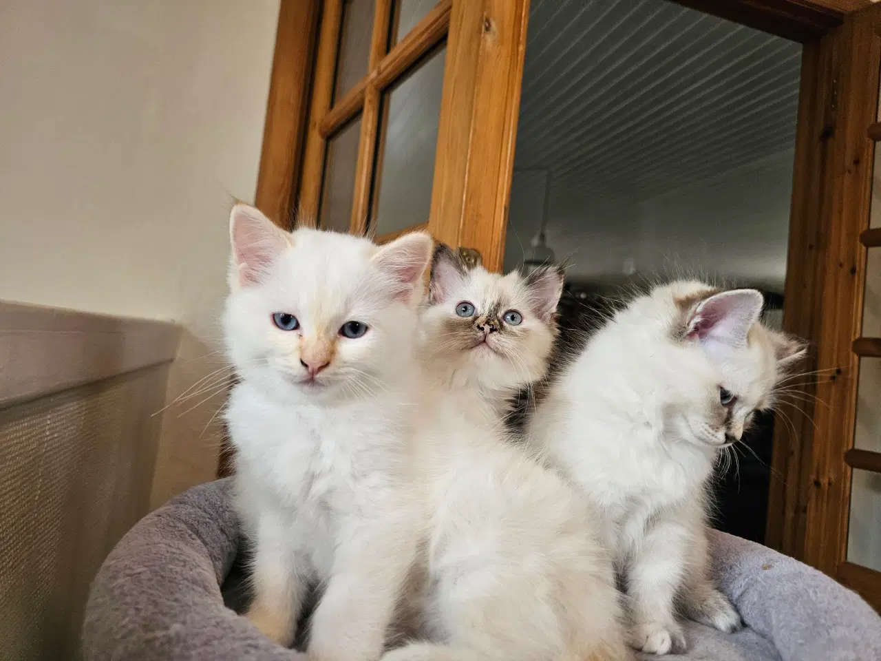 Billede 2 - Hellig birma/ragdoll blandinger