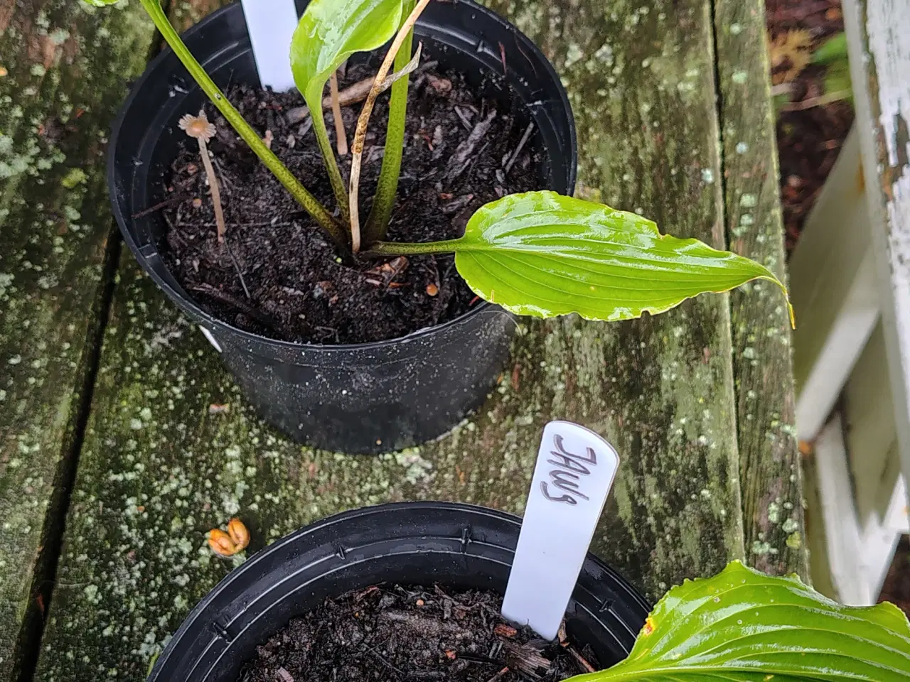 Billede 5 - Hosta i potte 