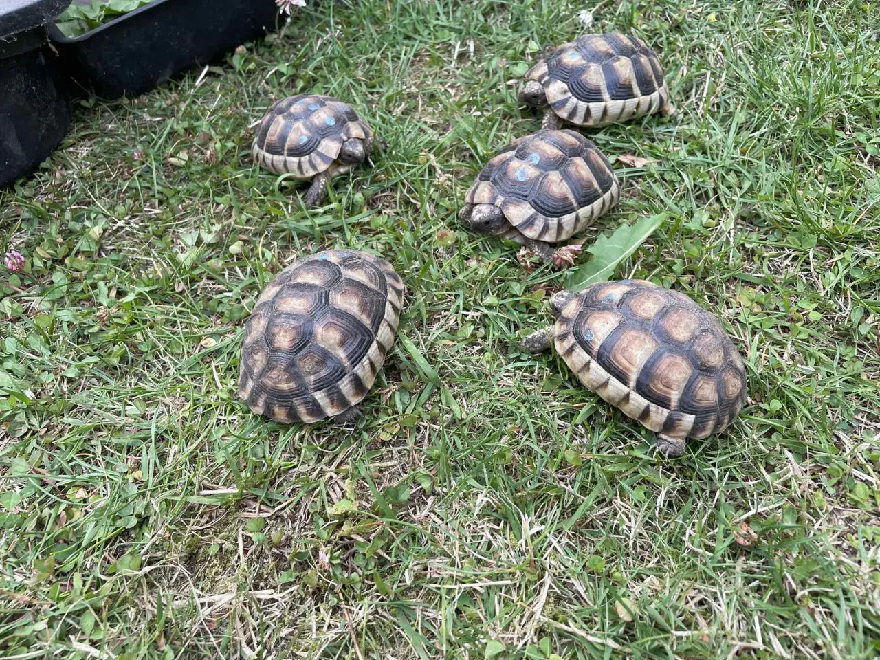 Billede 4 - Skildpadde, Bredrandet landskildpadde