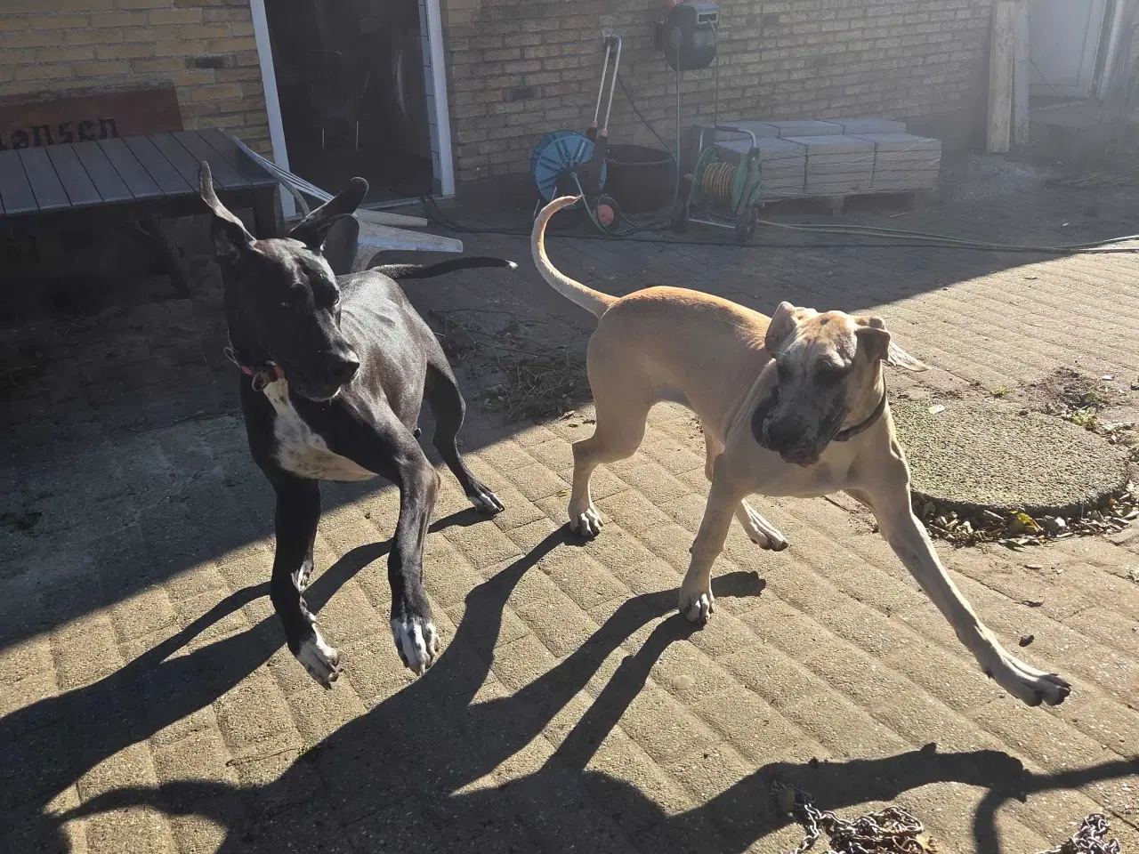 Billede 3 - Grand Danios Lucy