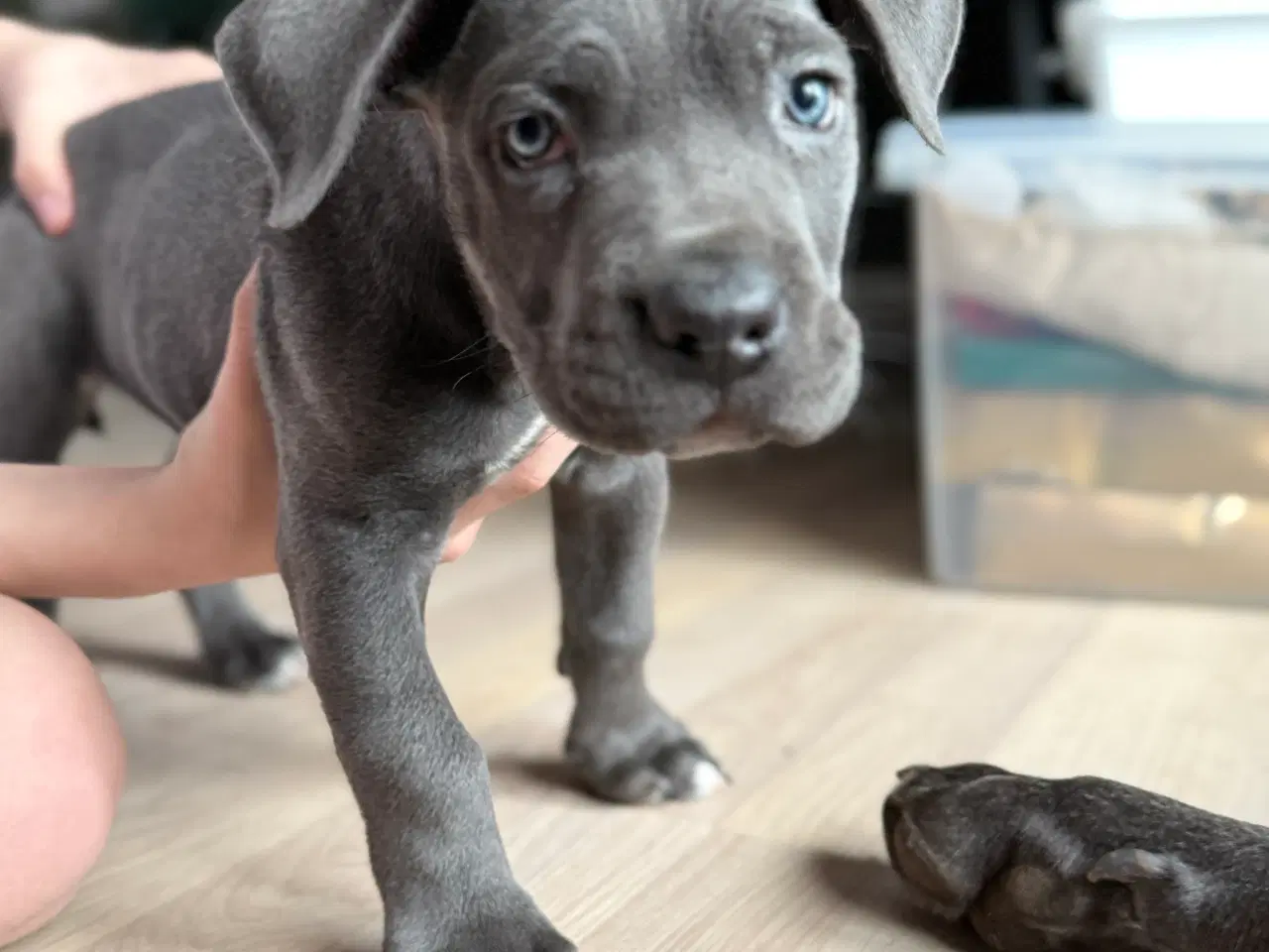 Billede 3 - Blå Cane Corso tæve