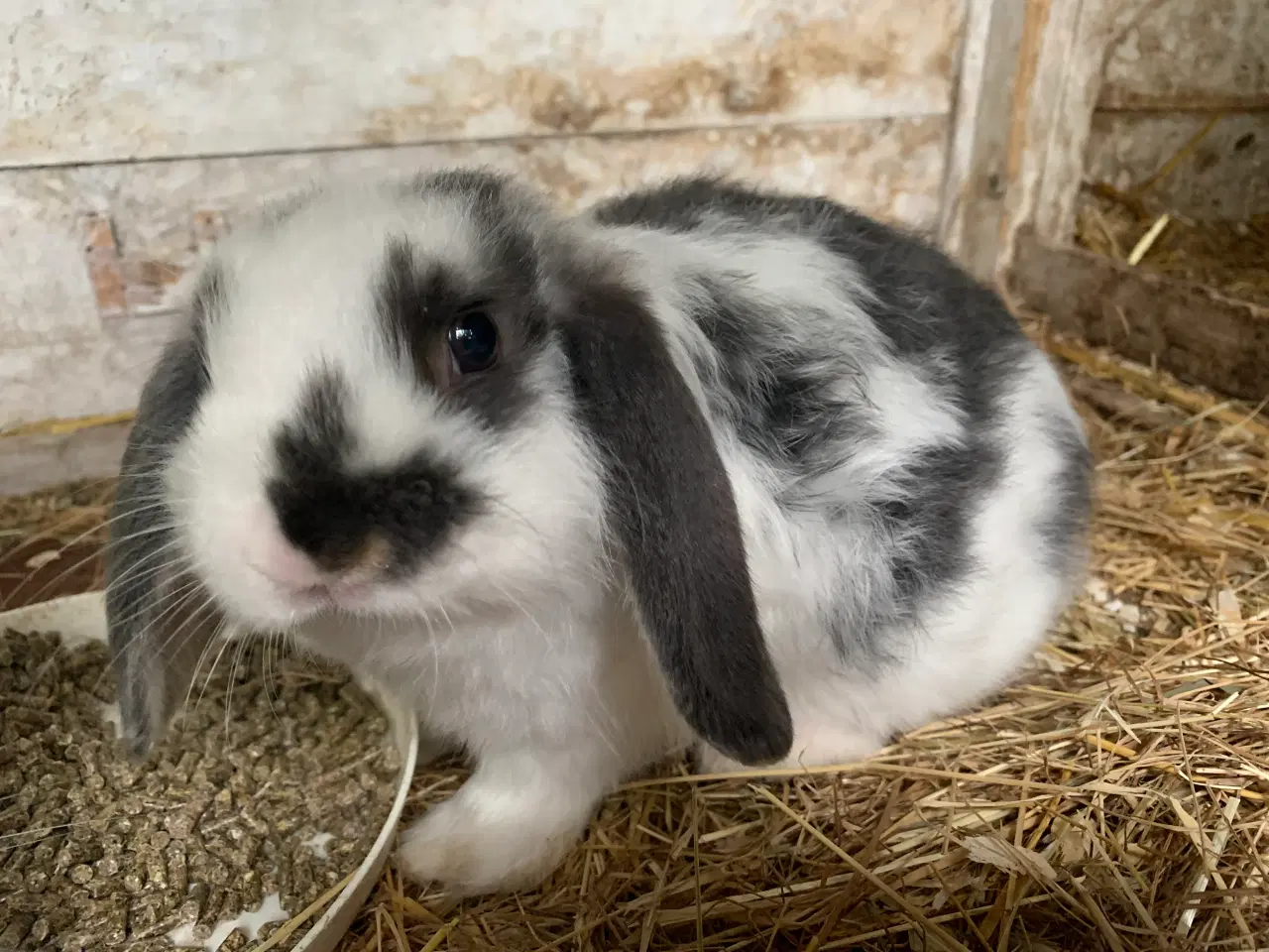 Billede 9 - Han 🩵Mini lop baby 