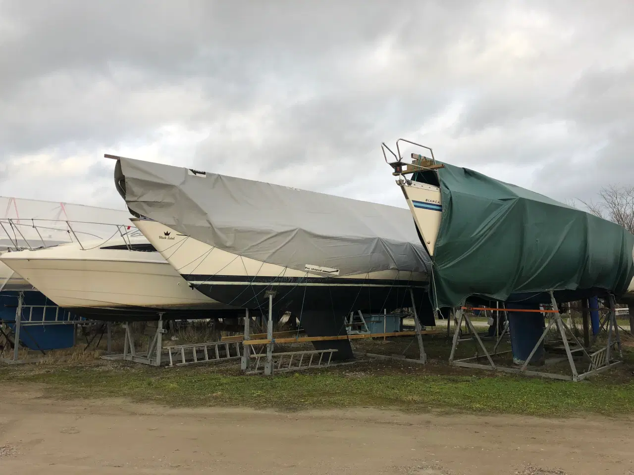 Billede 13 - Blue Dane 32