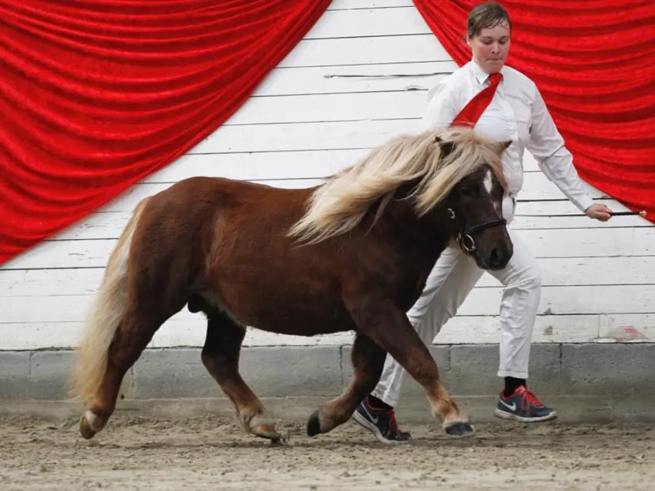 Billede 5 - Dejlig kåret Shetlændre hingst ride og kørevant