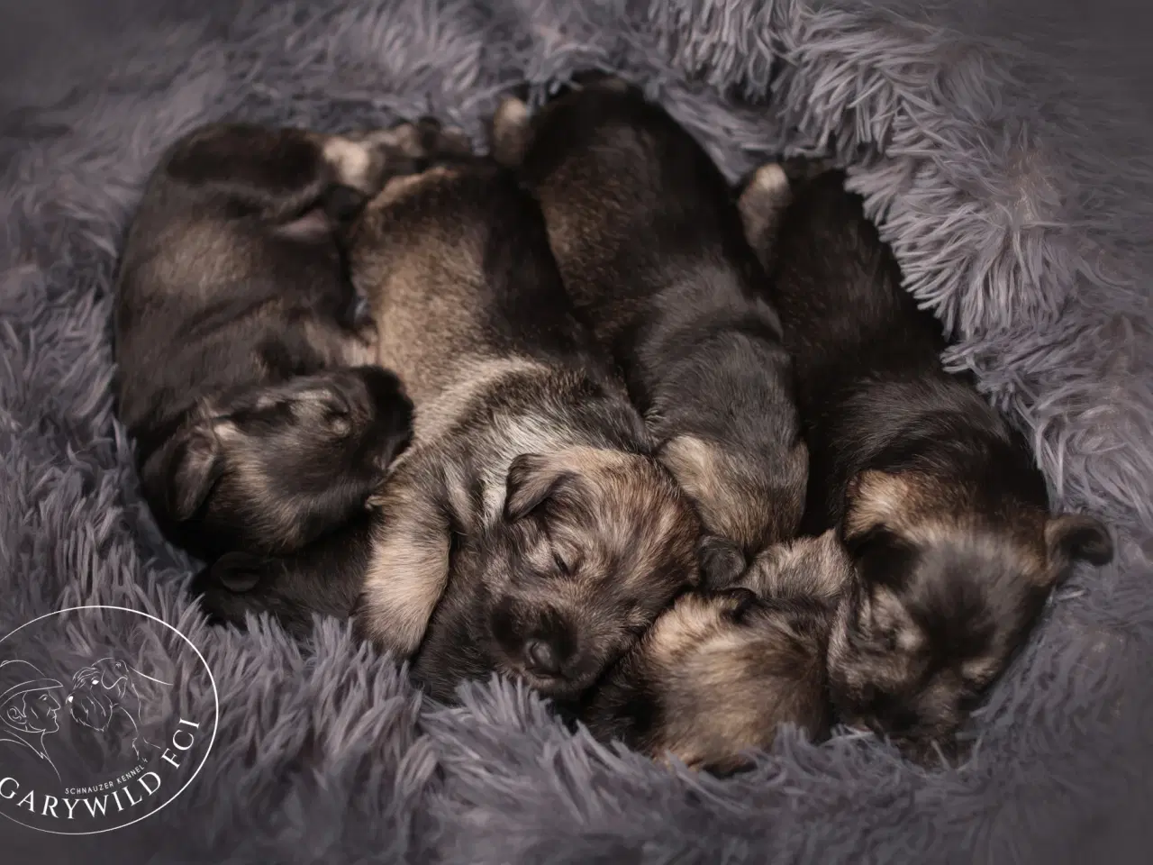 Billede 12 - Puppy Miniature Schnauzer, Dværgschnauzer FCI