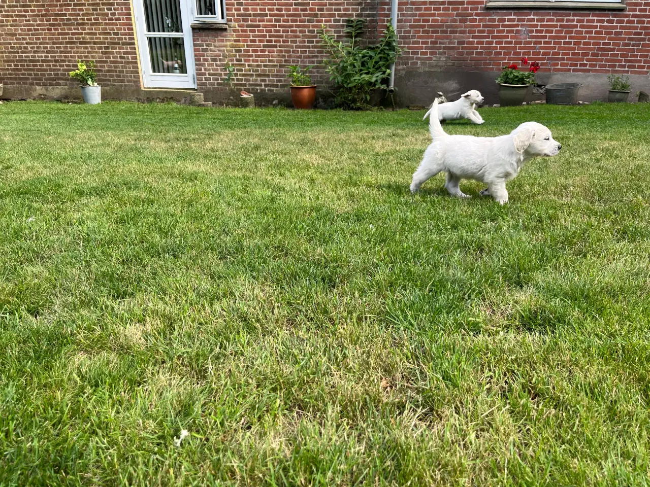 Billede 11 - Golden retriever hvalpe sælges