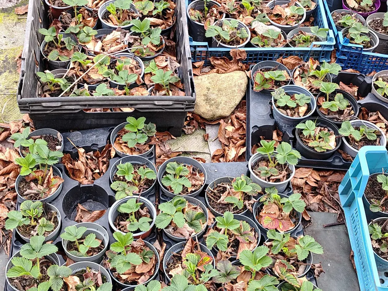 Billede 3 - Jordbærplanter 