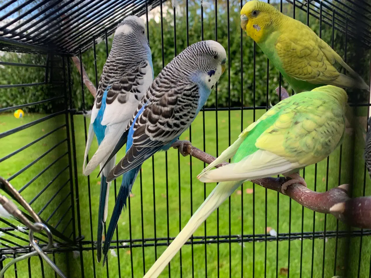 Billede 2 - 7 søde undulater