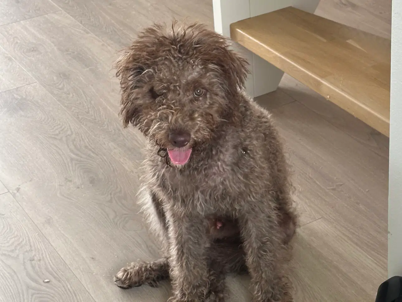 Billede 2 - Hvalp - mørkebrun labradoodle sælges