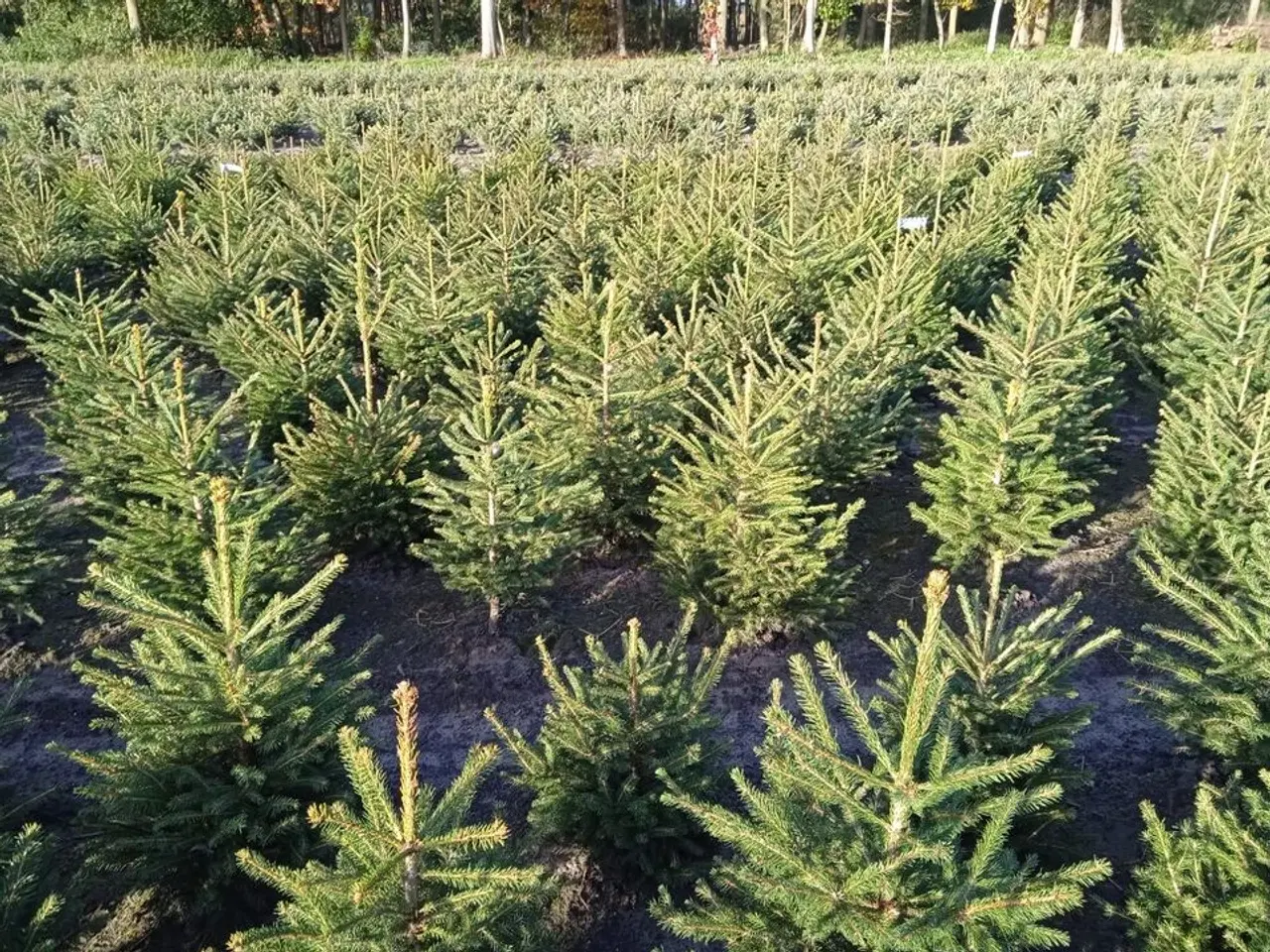 Billede 1 - 80 stk. Picea abies 80-100 cm.