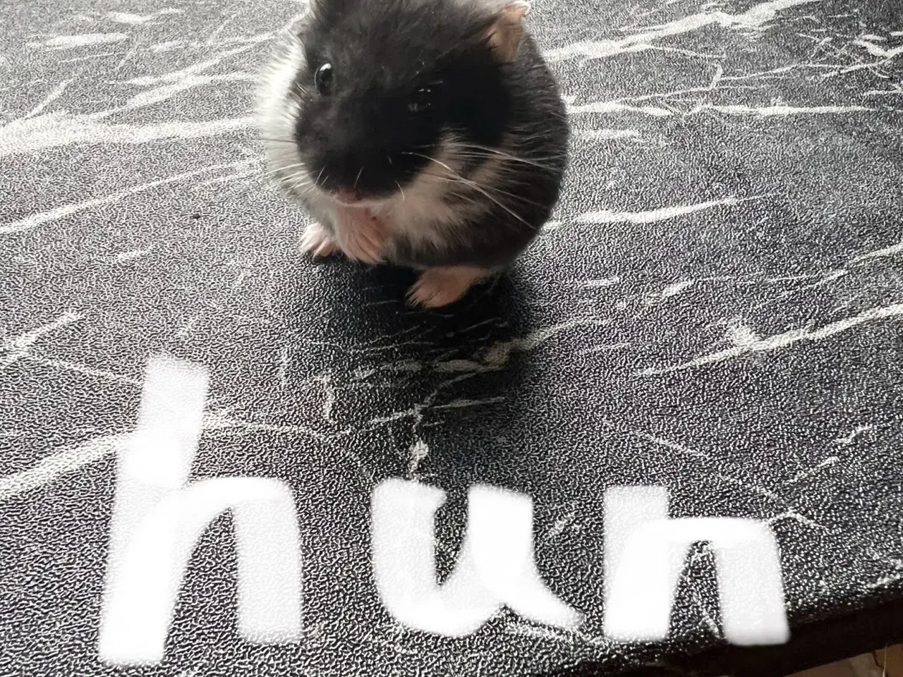 Billede 2 - Hamster unger 