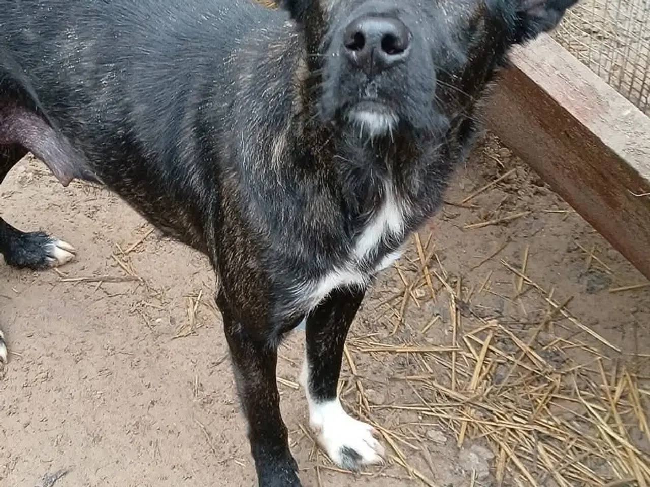 Billede 5 - Smukke Tulle leder efter sin egen familie 🩷