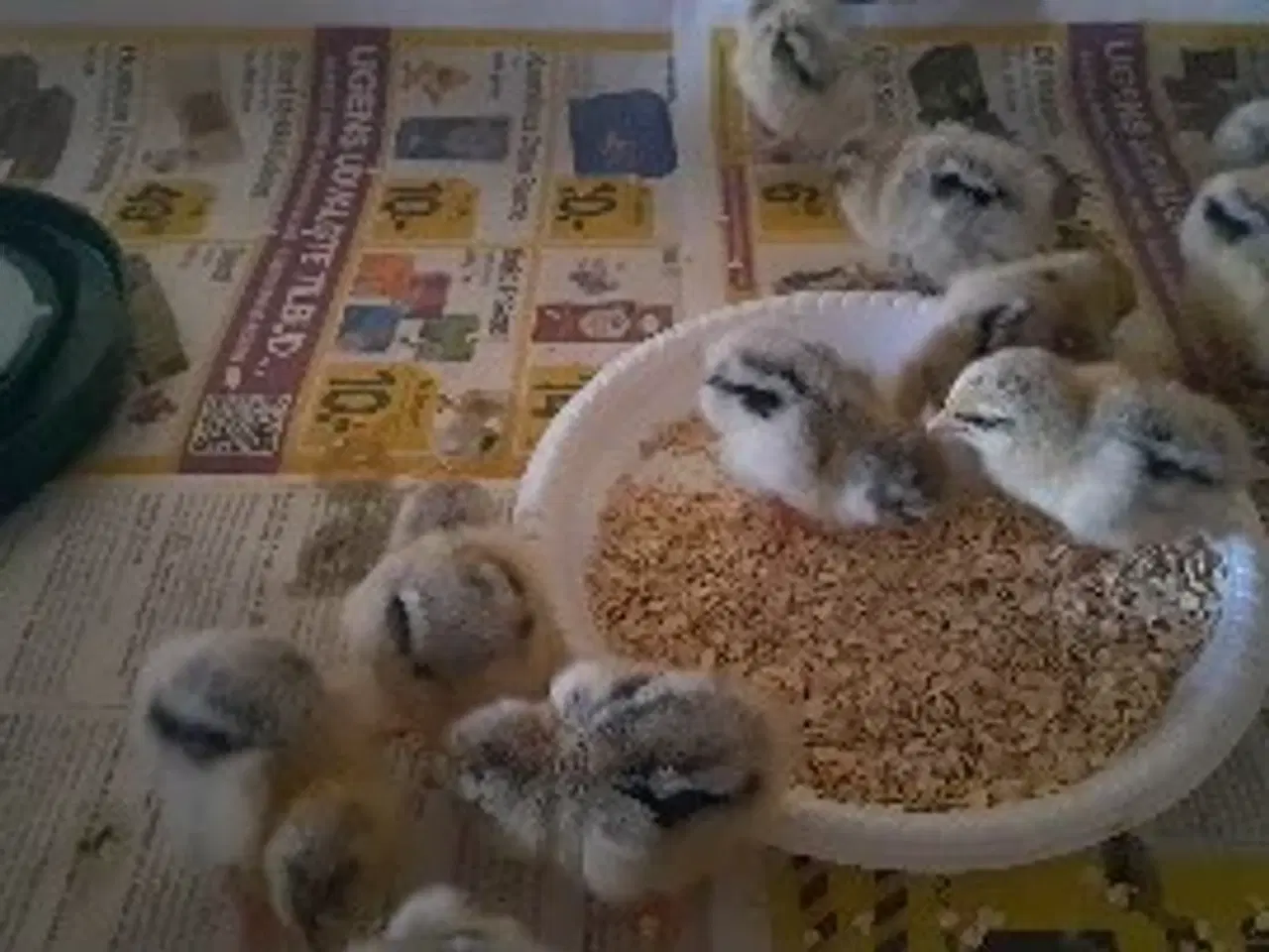 Billede 2 - Daggamle Sølv sort båndede Dværg Wyandotter