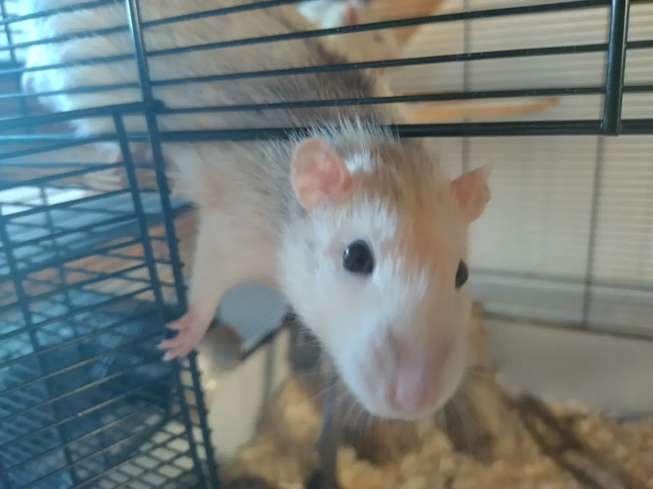 Billede 5 - Tamrotter (4 Drenge),(2 Piger)