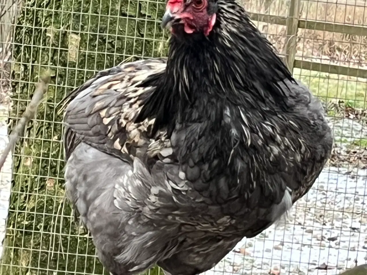 Billede 4 - Lys Sussex unge haner, (stor) og Araucana bl. Hane