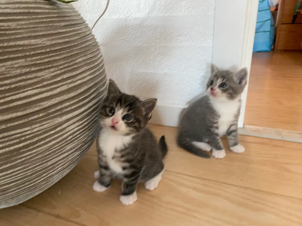 Billede 4 - Smukke Maine Coon blandinger 