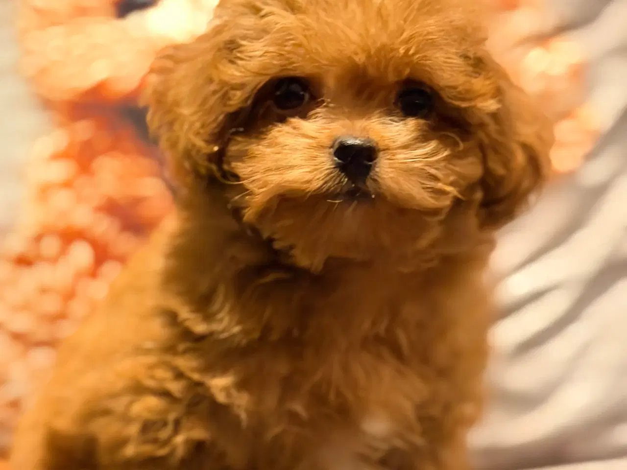 Billede 6 - Maltipoo