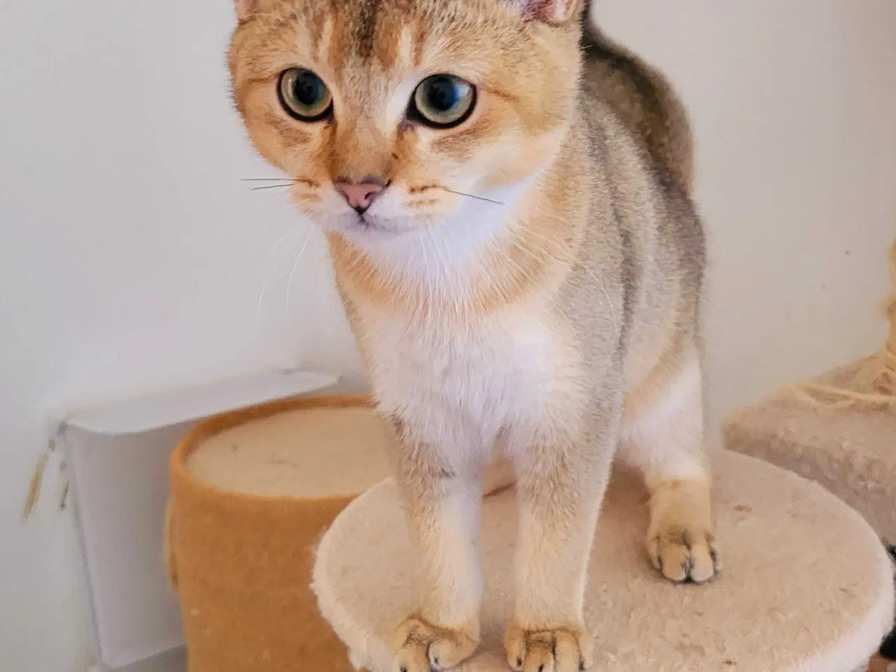 Billede 2 - British Shorthair hankat med stamtavle