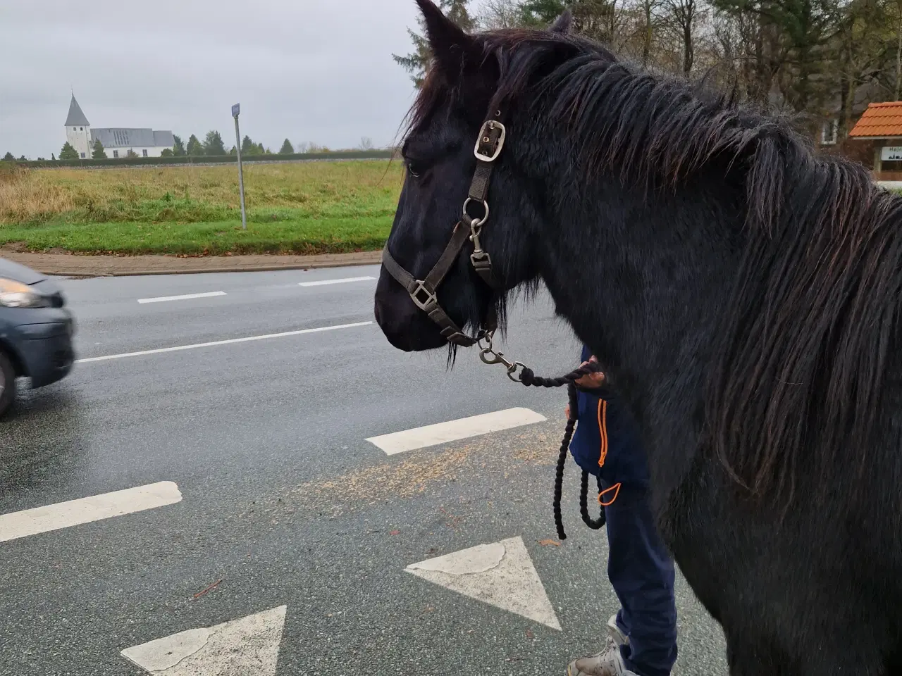 Billede 6 - Fell pony hingst