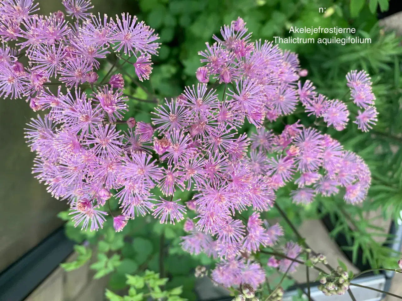 Billede 2 - Staude frø: Thalictrum aquilegifolium 