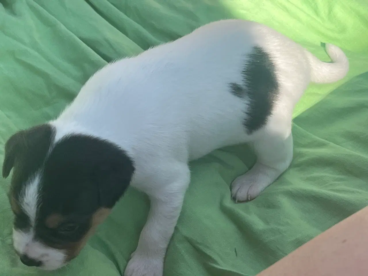 Billede 12 - Dansk-Svensk Gårdhund - hvalpe sælges 