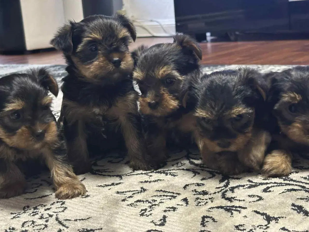 Billede 2 - 💙💙💙💙❤️Yorkshire terrier hvalpe