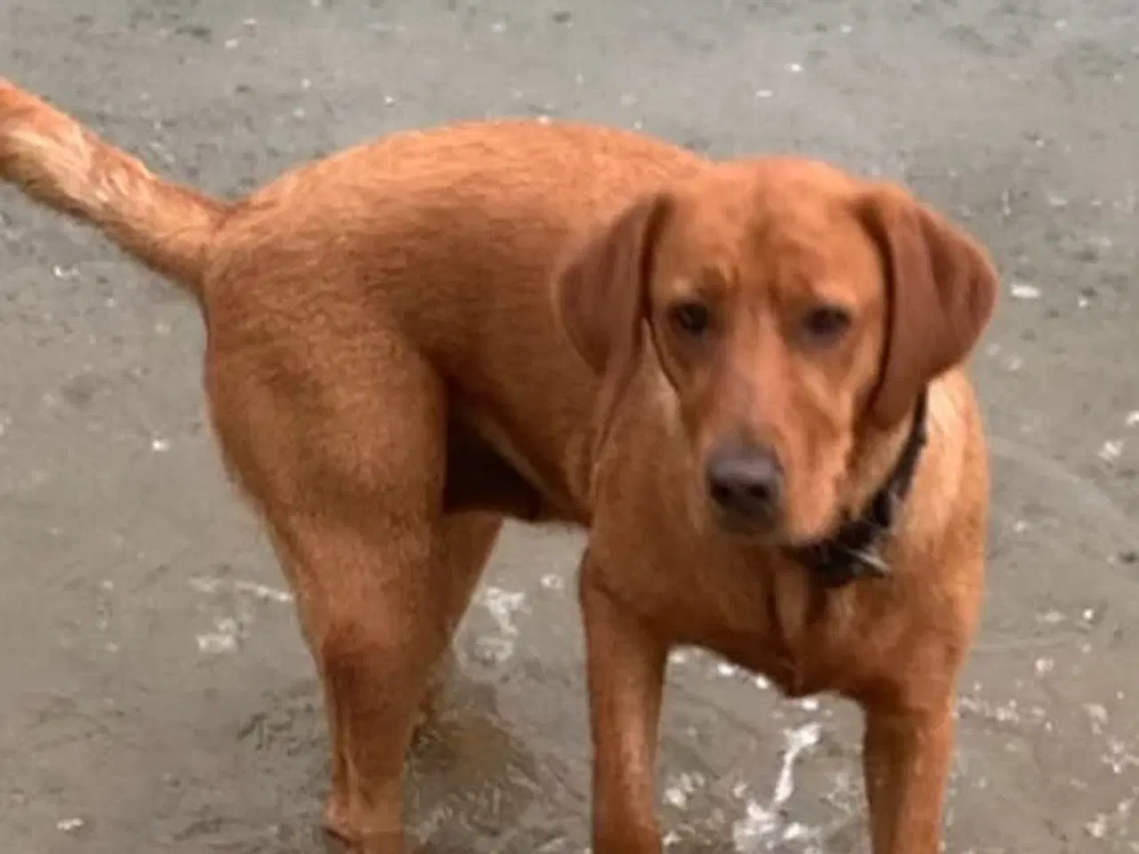 Billede 12 - Røde labrador hvalpe