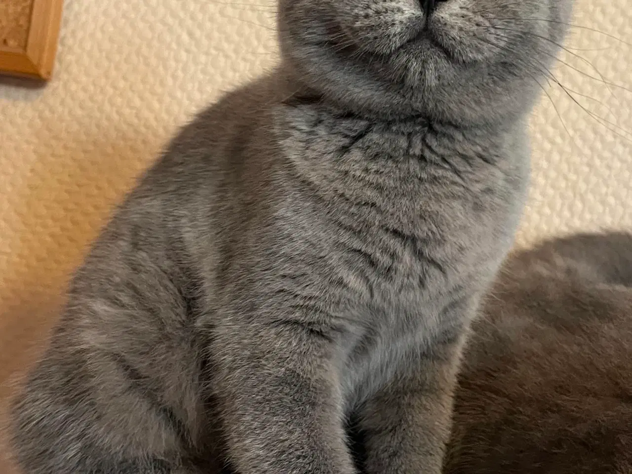 Billede 3 - British Shorthair 