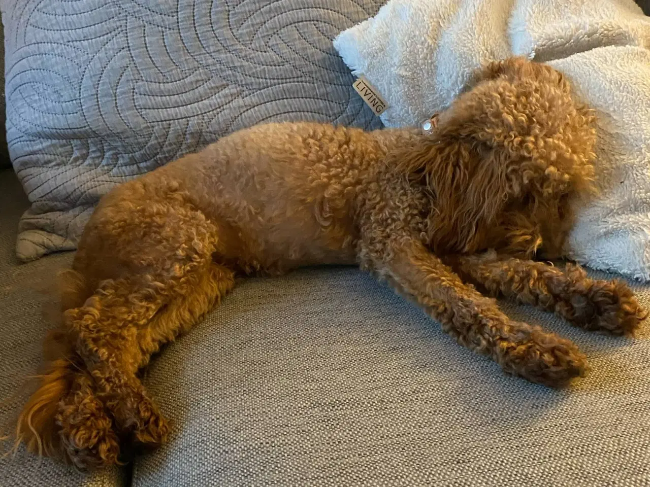 Billede 5 - Mini Goldendoodle søger nyt hjem 