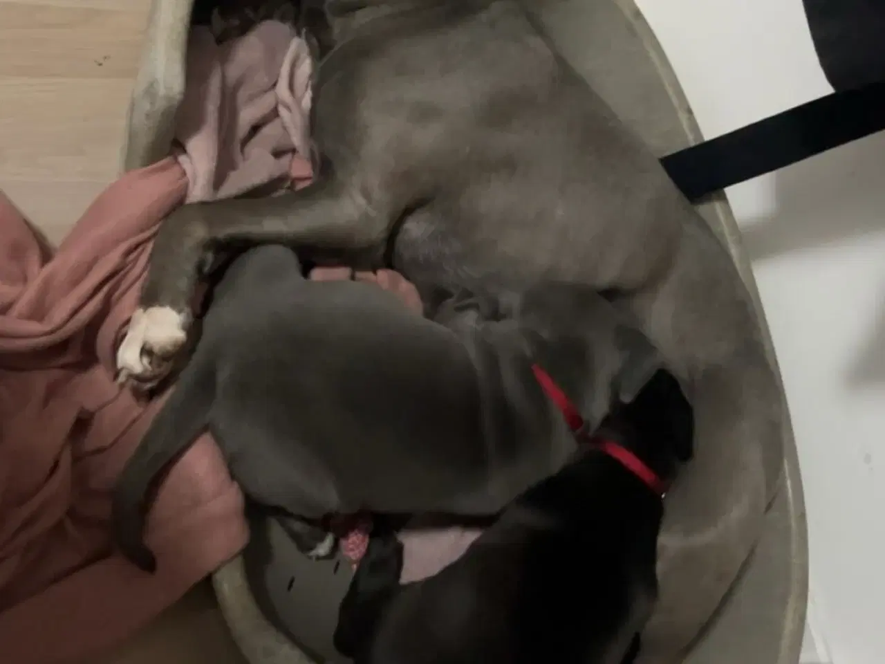 Billede 3 - Hanhund søger nyt hjem