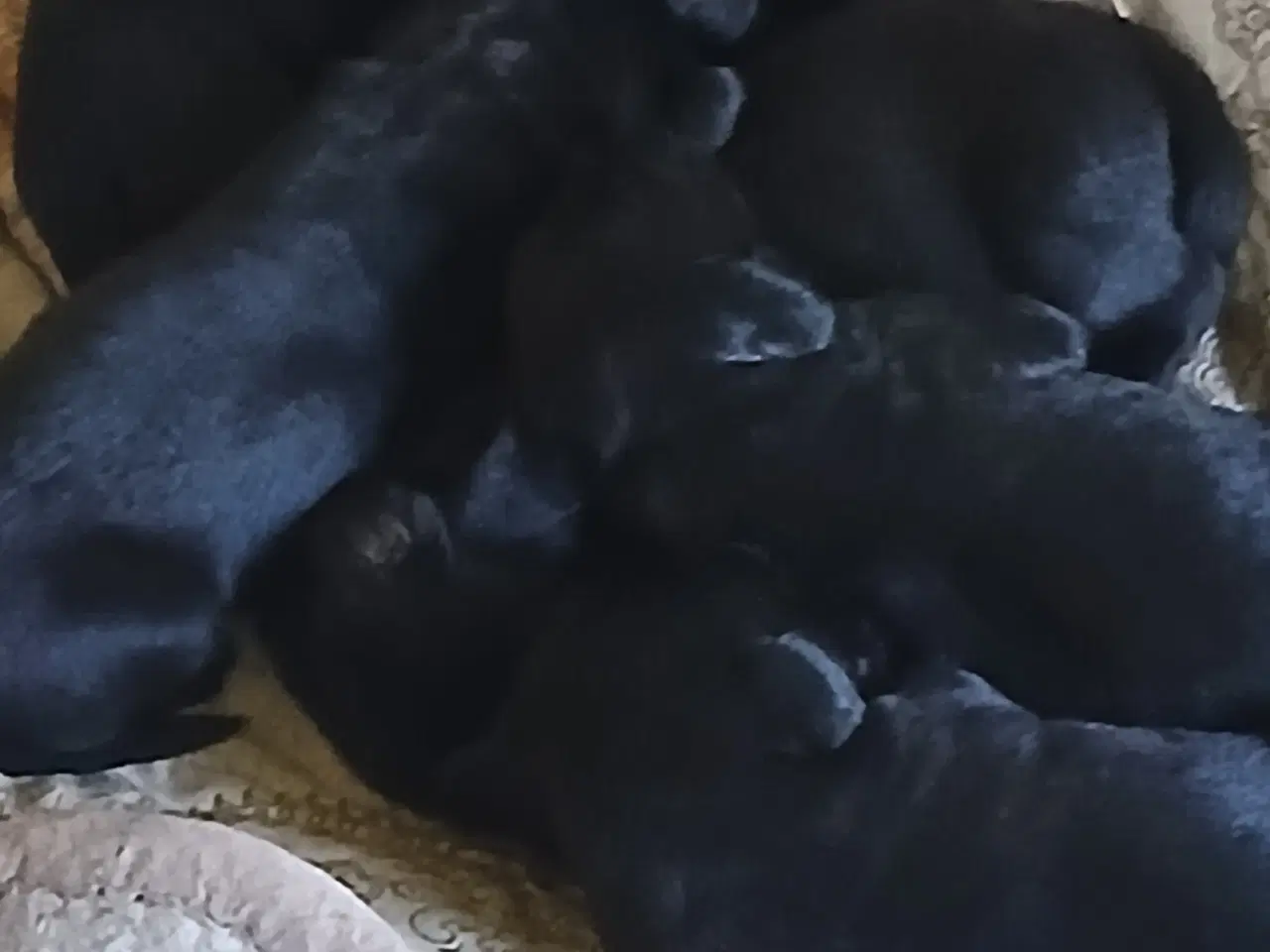 Billede 2 - Hundehvalpe