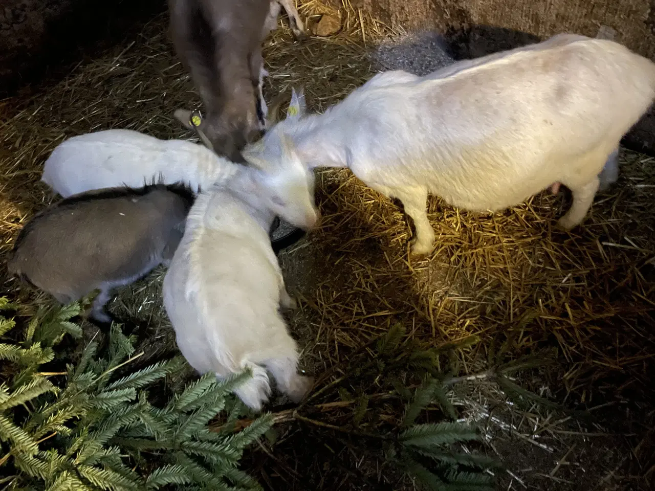 Billede 3 - Dværggede bukke kid 