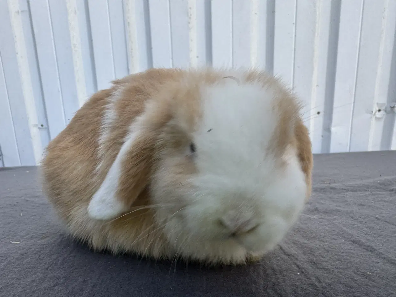 Billede 4 - Mini lop hankanin