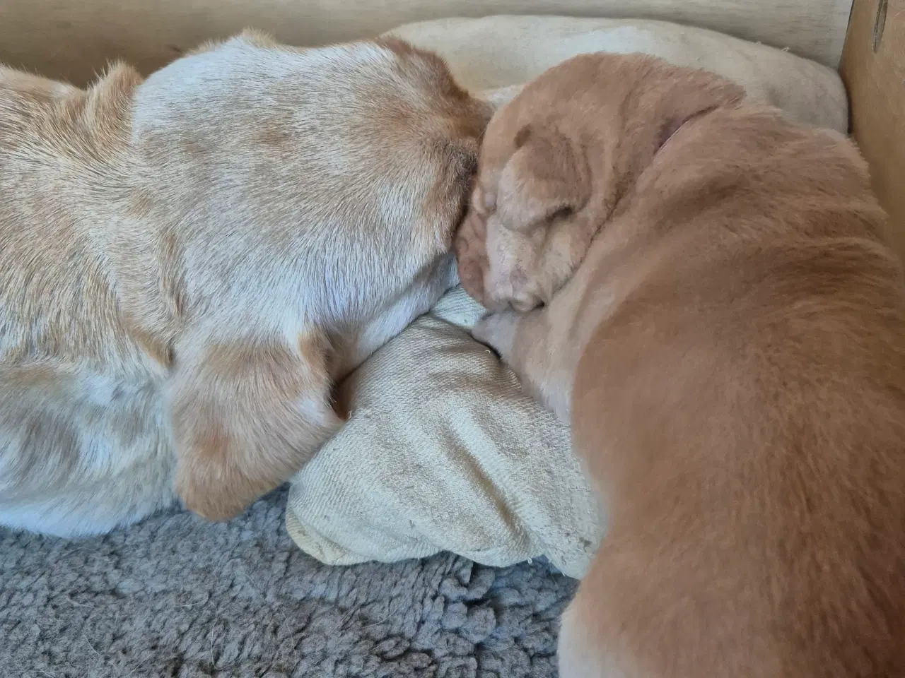 Billede 3 - Labrador tæve hvalpe 