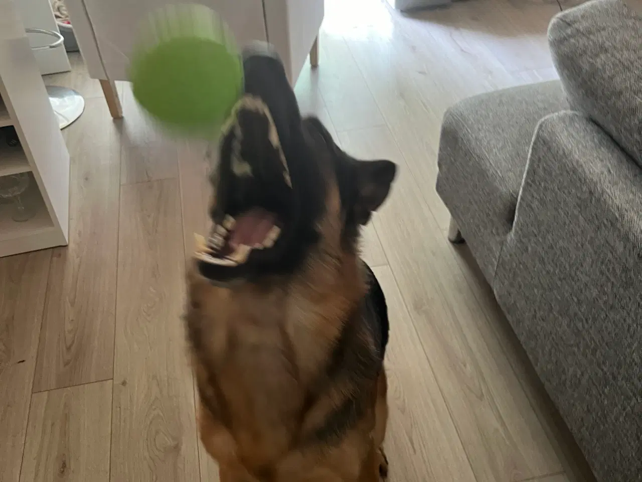 Billede 3 - Han schæfer sælges